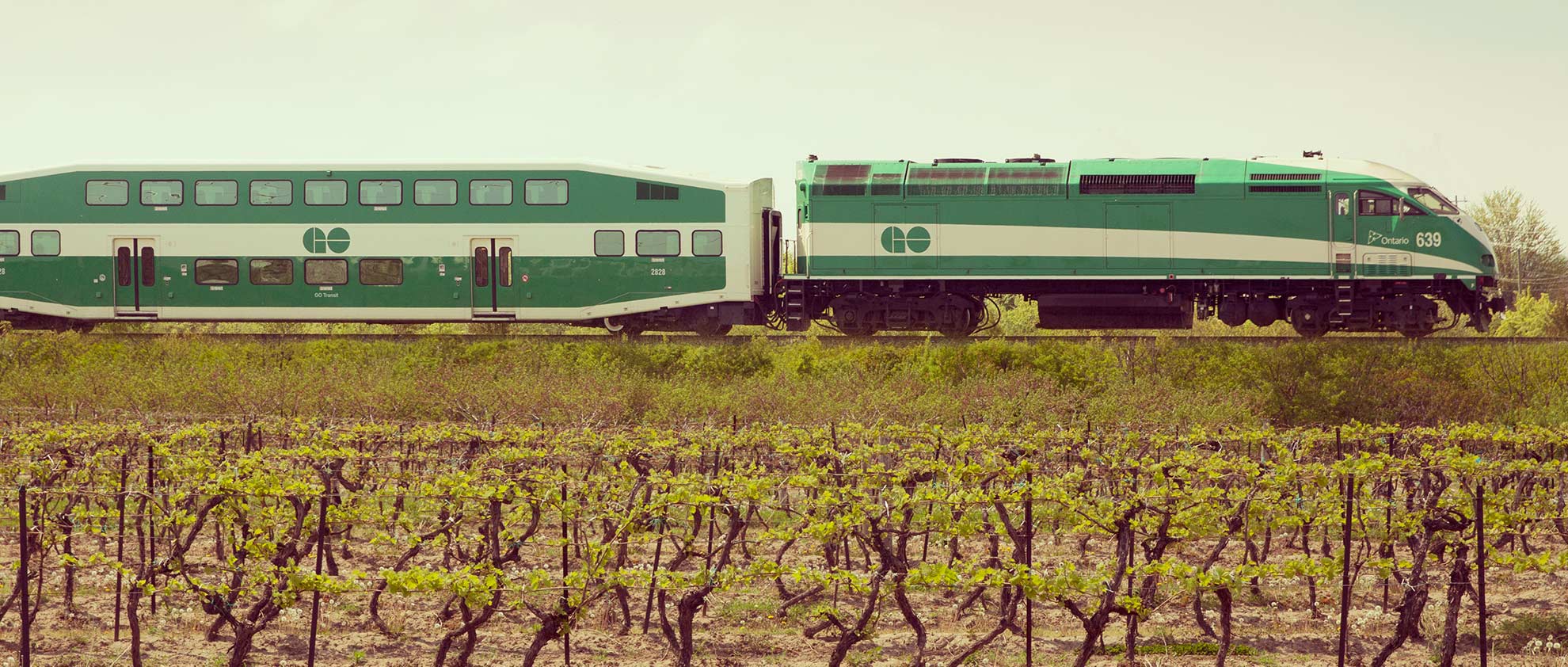 Go Train Go Train travelling through vineyards