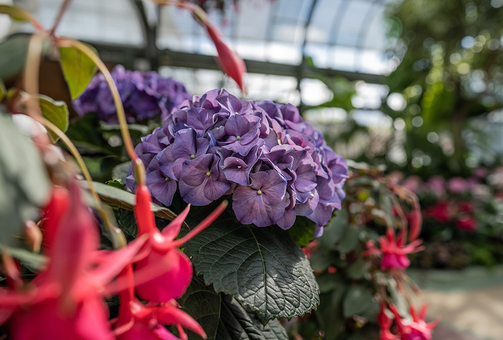 Purple colour Hydrangrea at the Hydrangrea Show