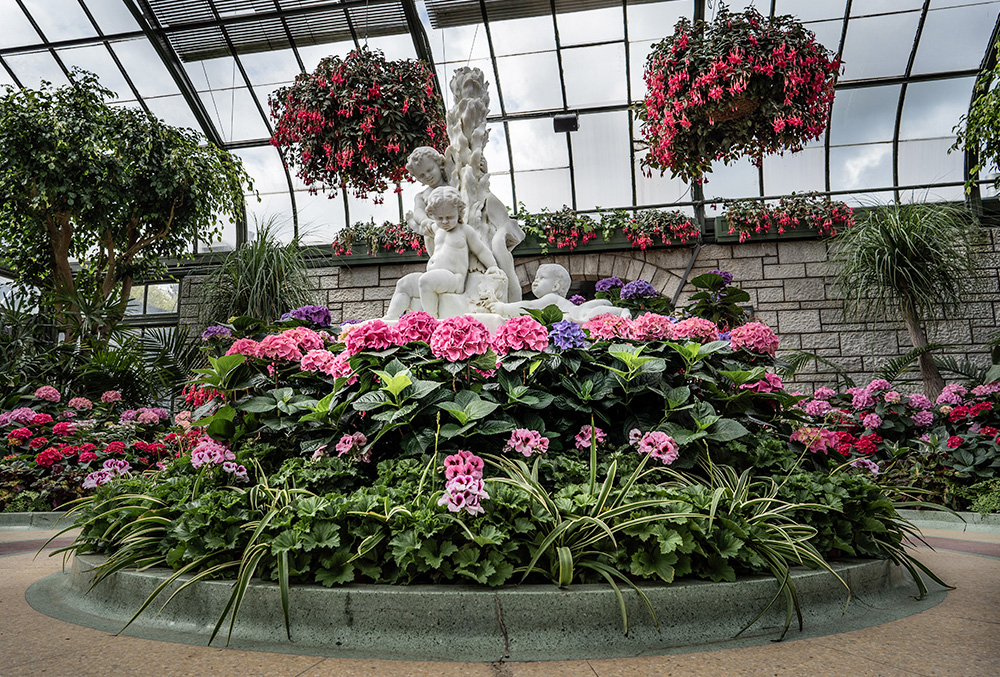 A colourful circular flower bed of Hydrangreas at the Hydrangrea Show