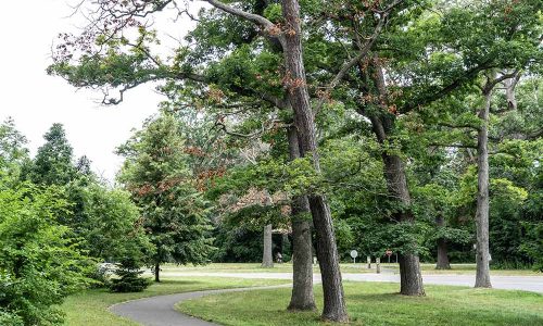 Paradise Grove Forest Management